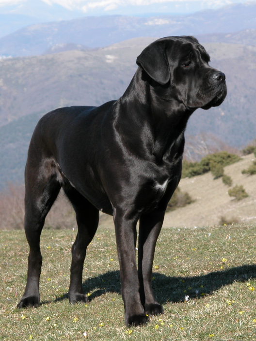 Giovanni Italiano