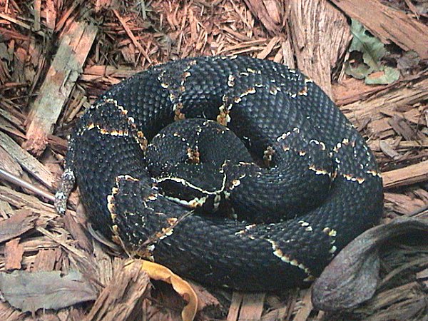 Gladys Terán Sierra