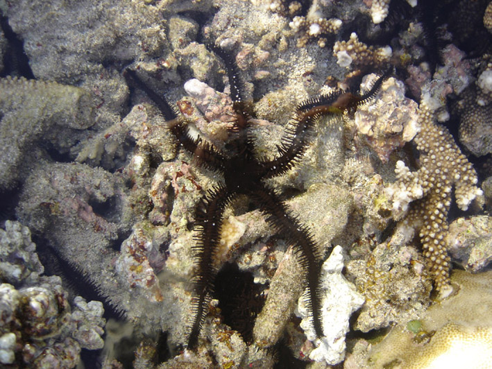 Guadalupe Bribiesca-Contreras