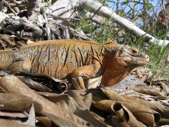 Guana Benjamin Joseph