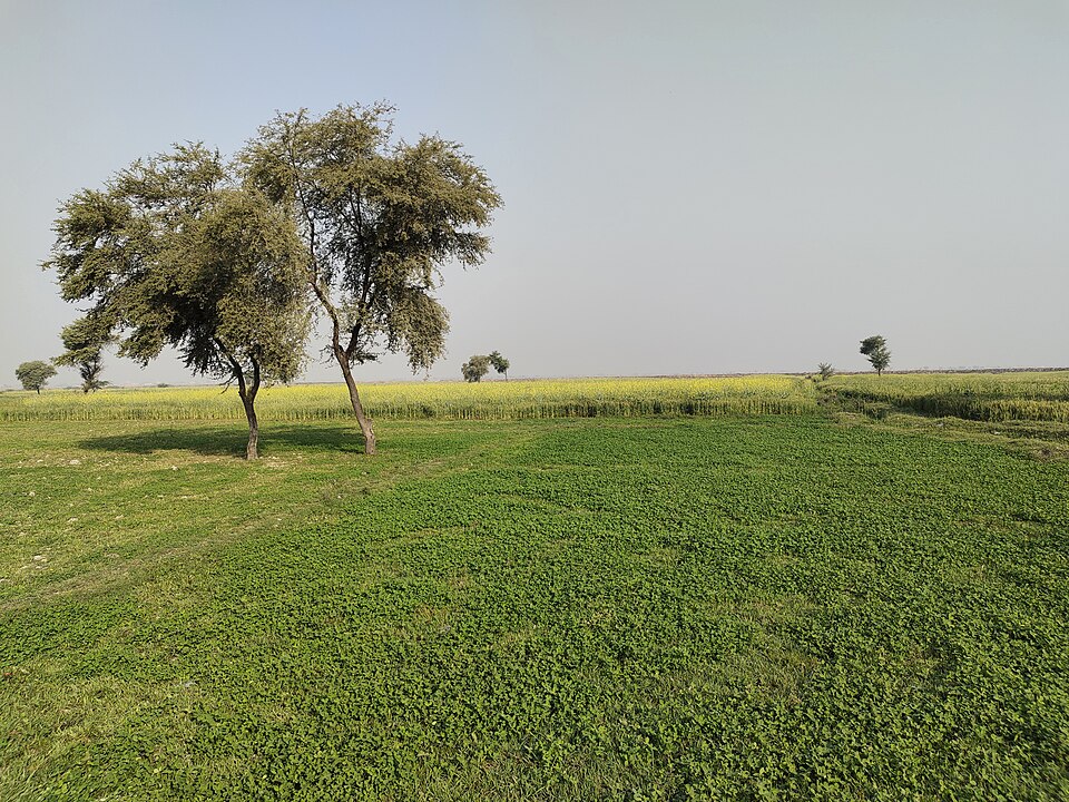 Gul Badin Naib