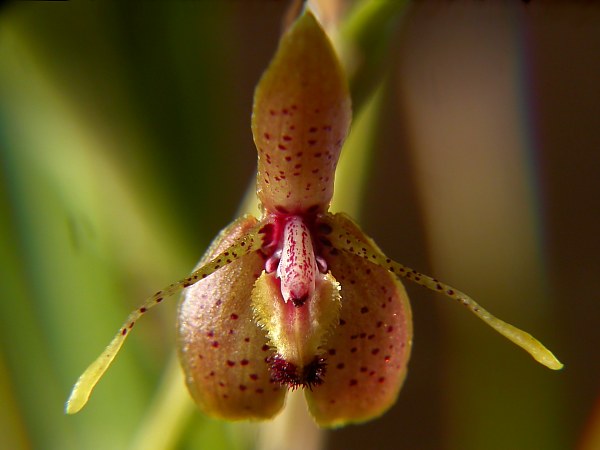Gustavo Rojas Bogarín