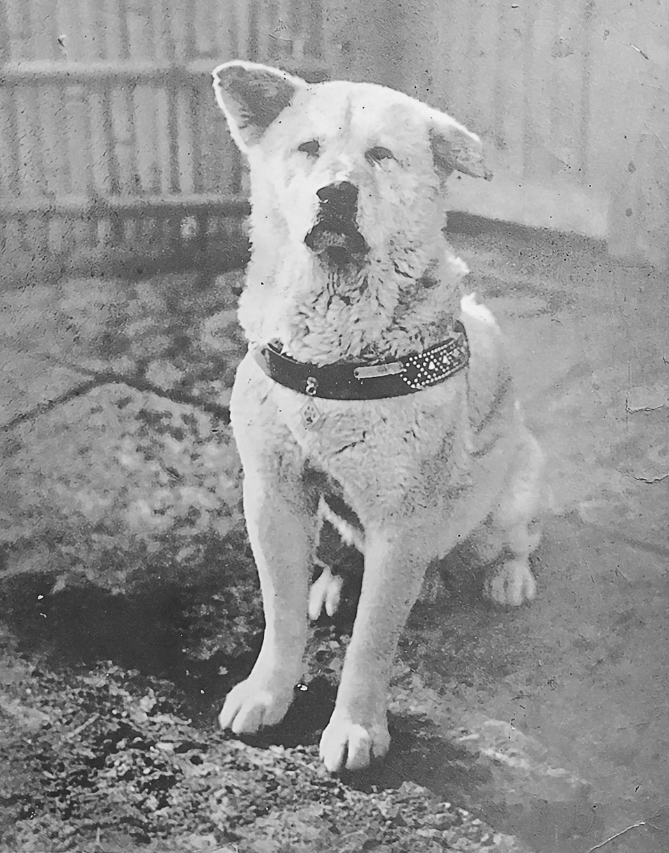 Hachikō