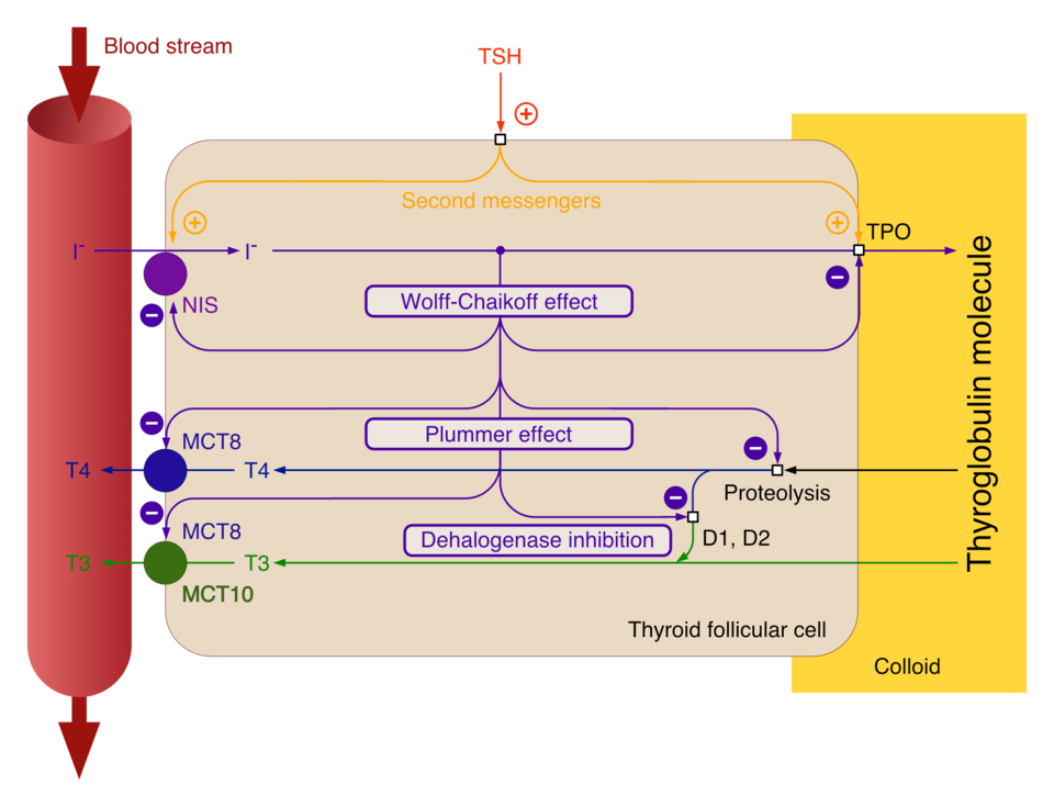 Henry Villalobos Solís