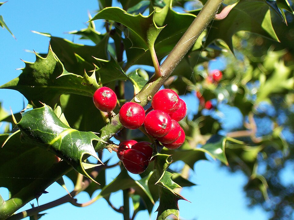 Holly Berry