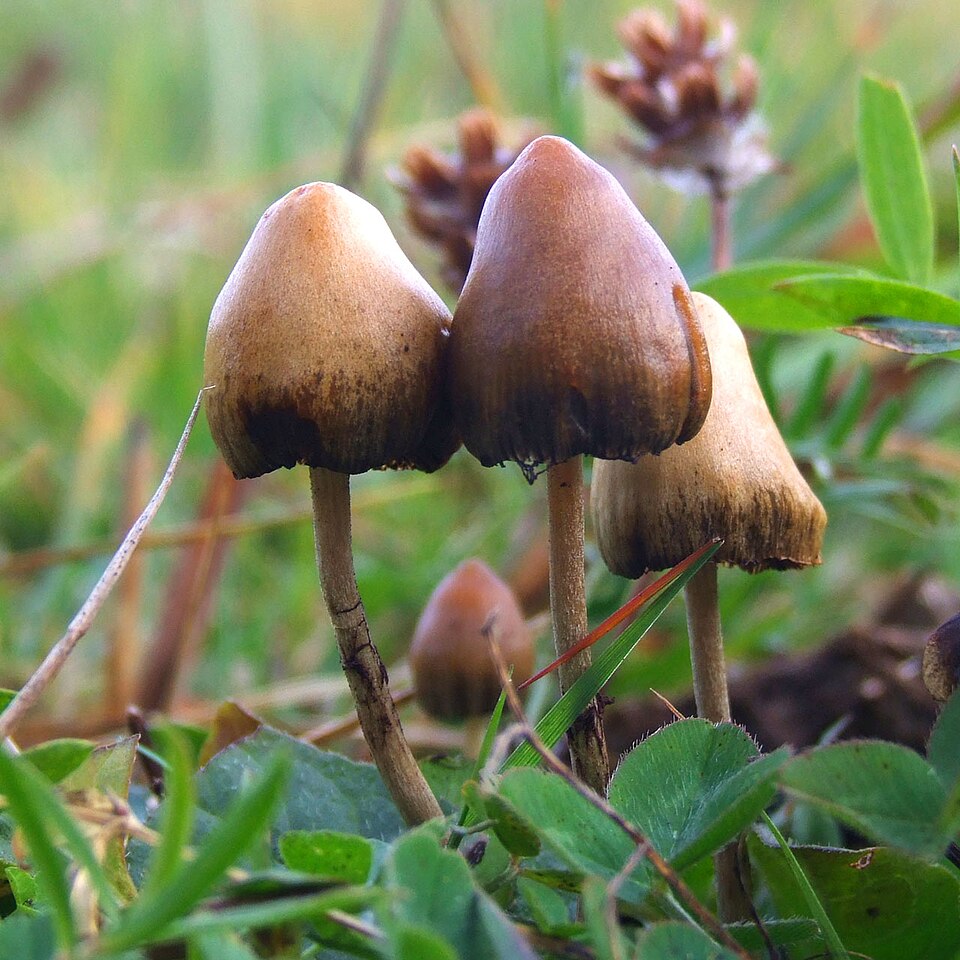 Ingeli