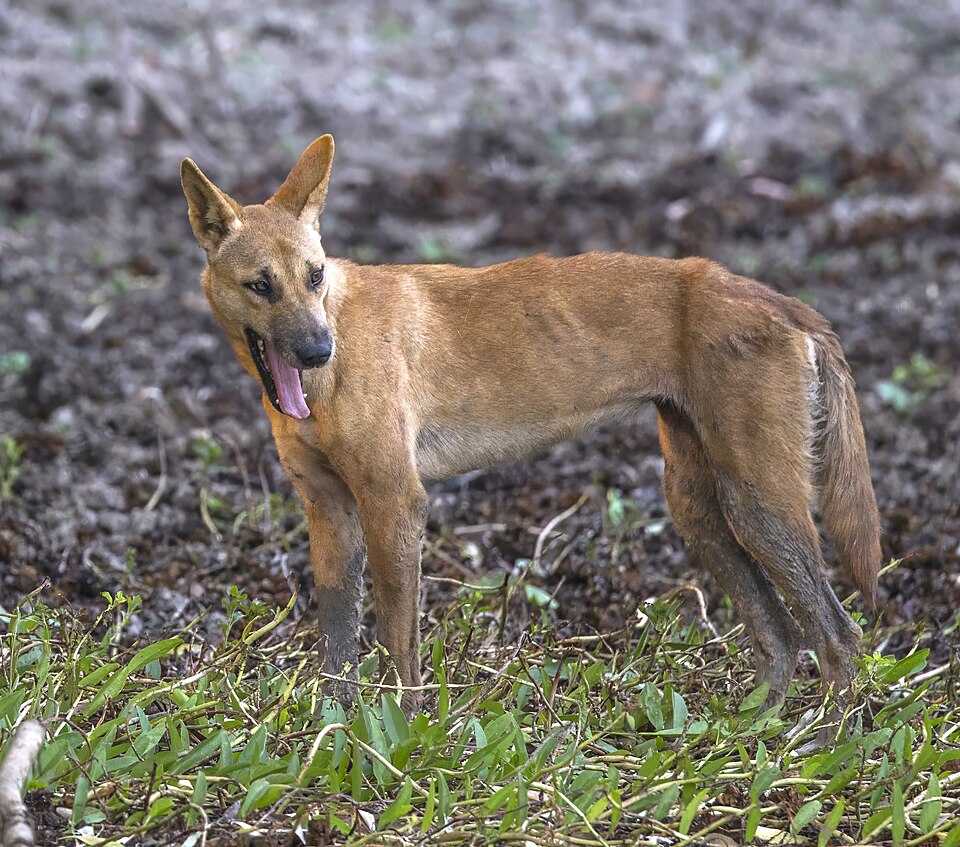 Inura