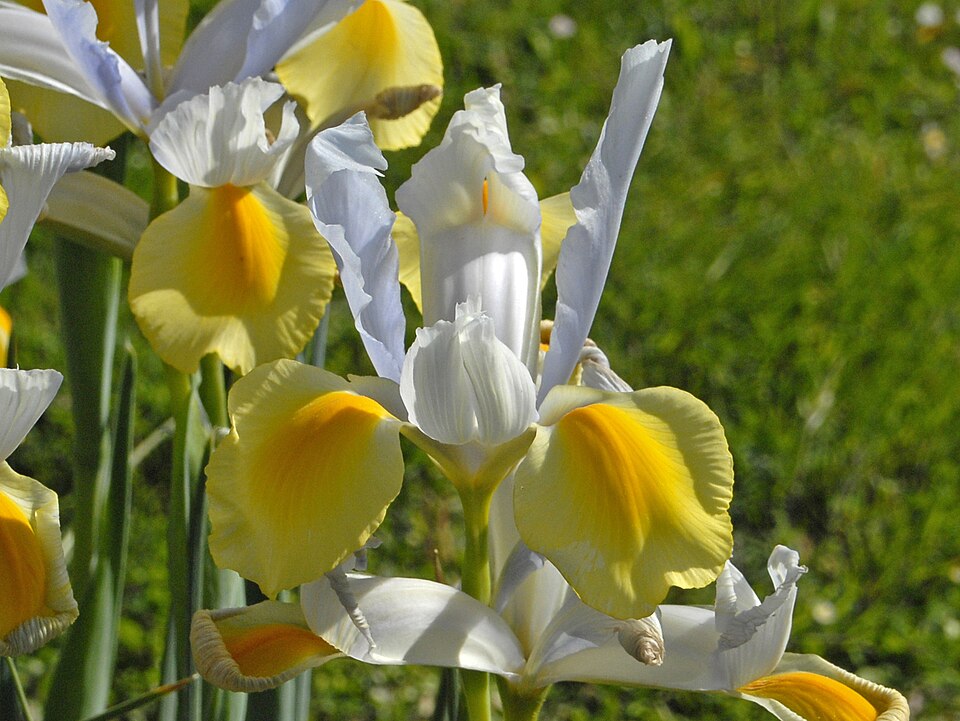 Iris Waring