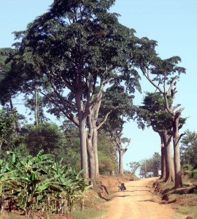 Iroko