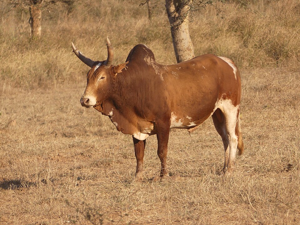 Ivan Ochieng