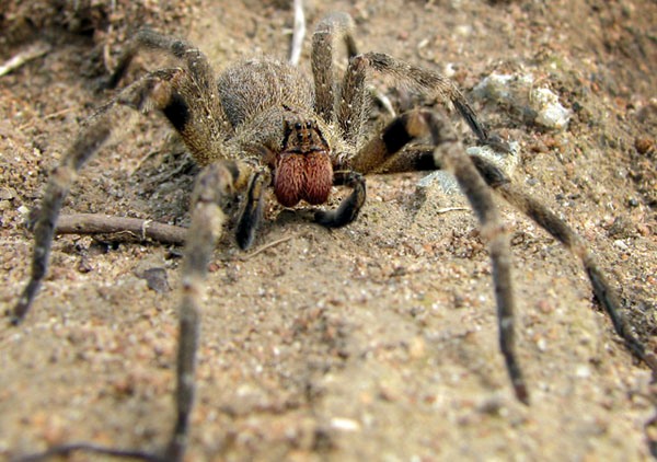 Ivory de Lira