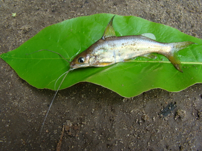 Janmejay Kumar