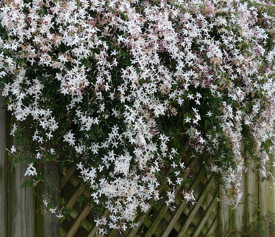 Jasmine Case