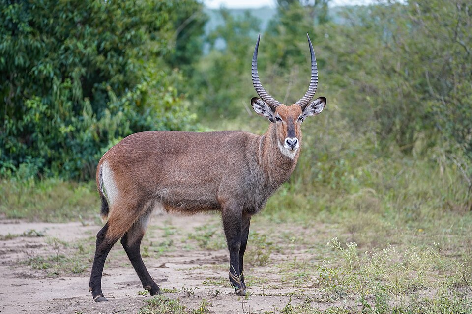 Javan Muriithi