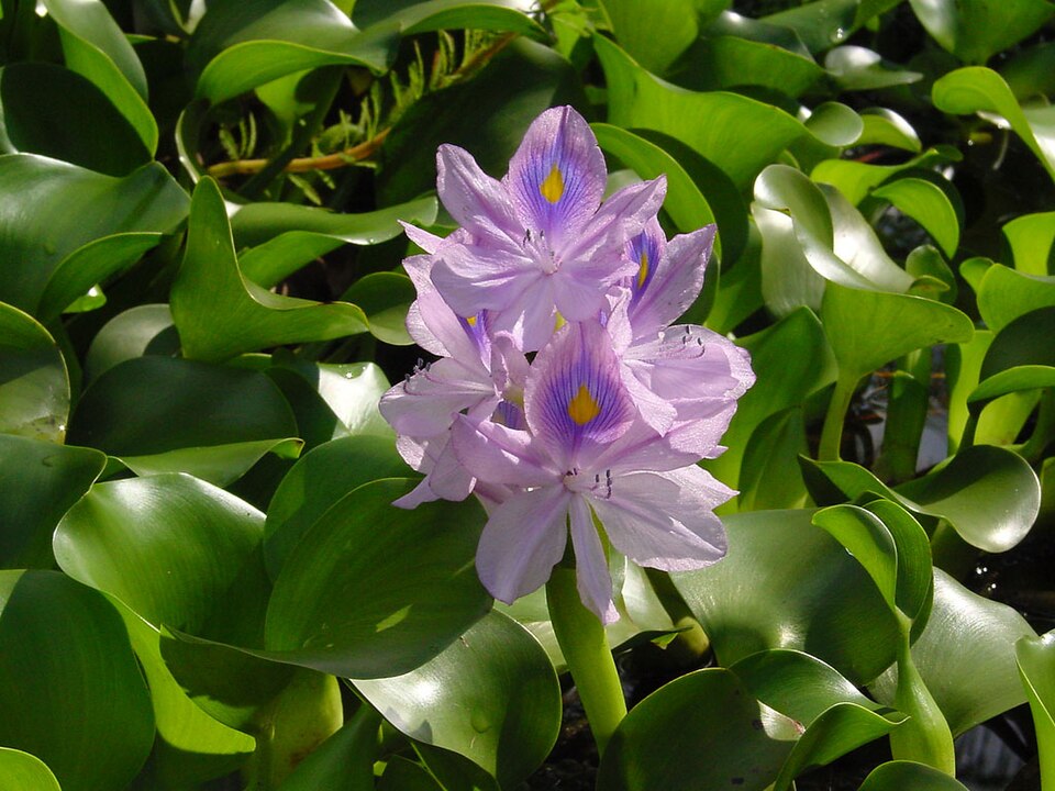 Jeremiah Hyacinth