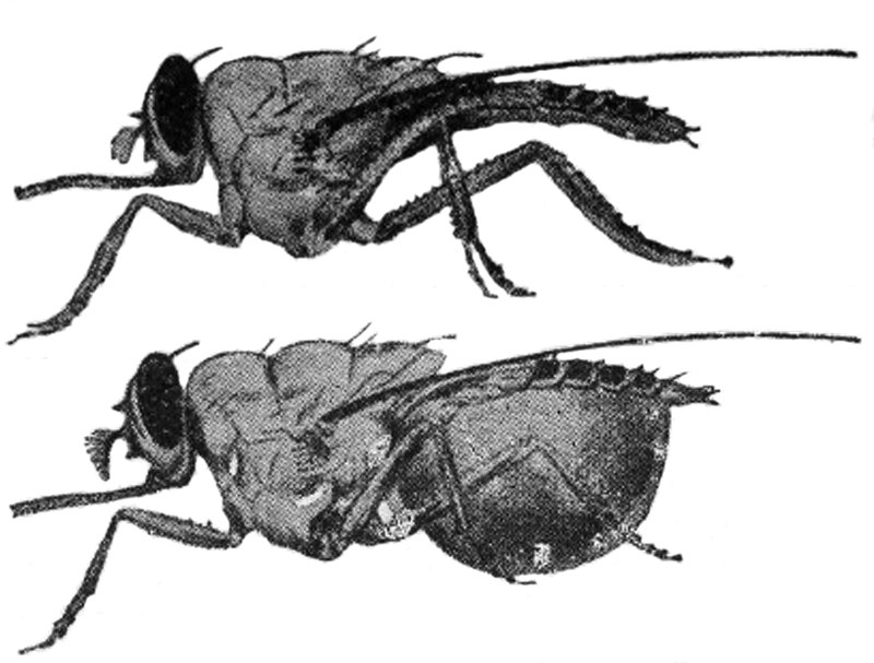 Jérémy Sié Coulibaly