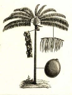 Jessenia V. O.