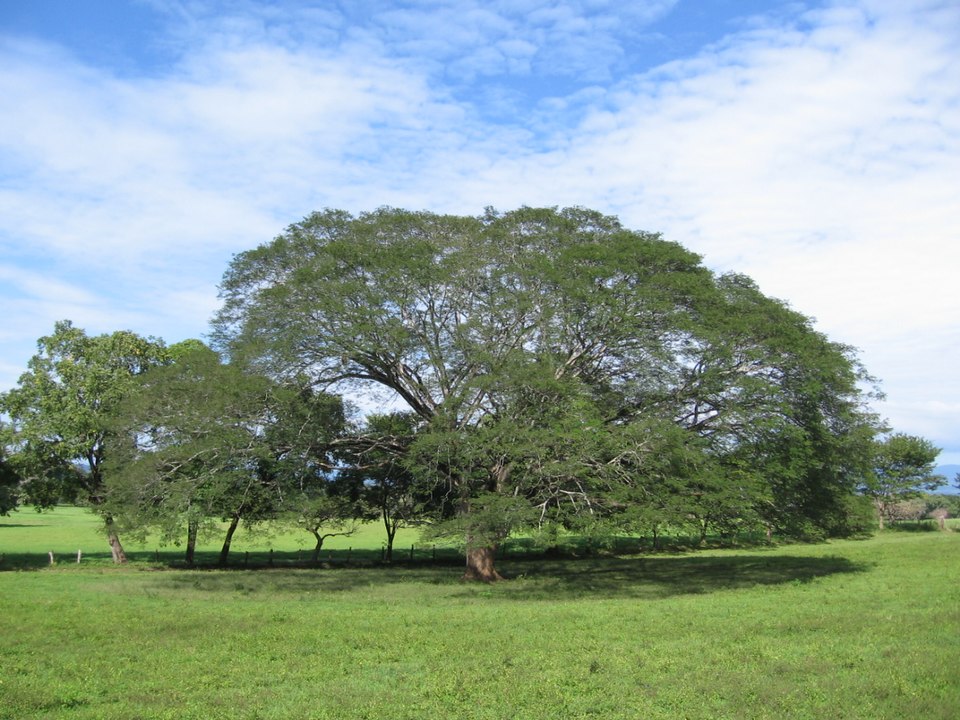 José Francisco Niembro