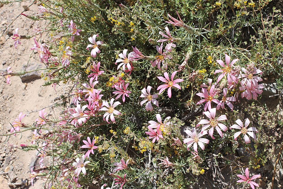 José M. Cabrera Ulloa