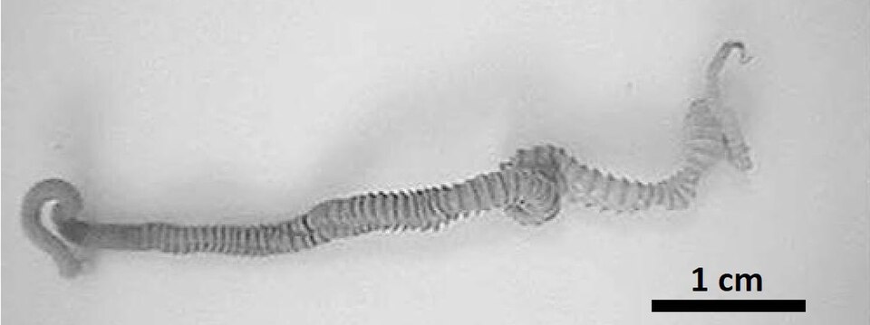 José Roberto Tadros