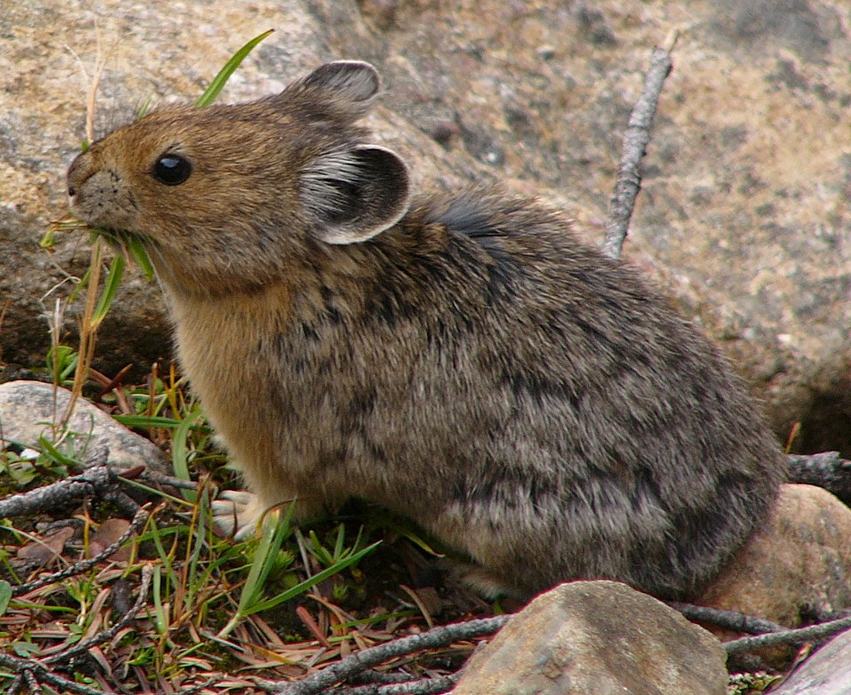 Joseph A. Pika