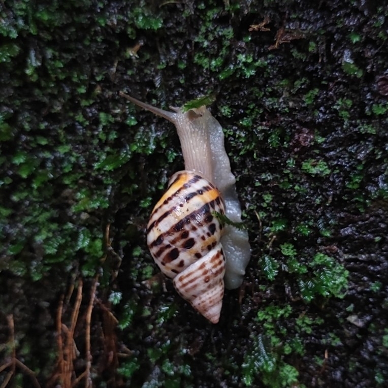 Juan José Cavallari