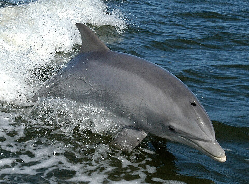 Junior Dolphin