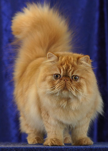 Karen Chinchilla