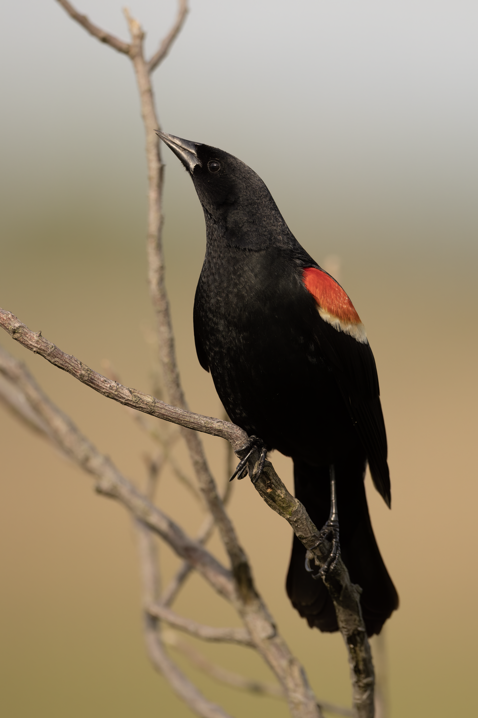 Karen Schafer Bird