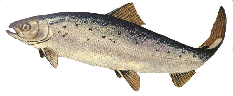 Karl Salmon