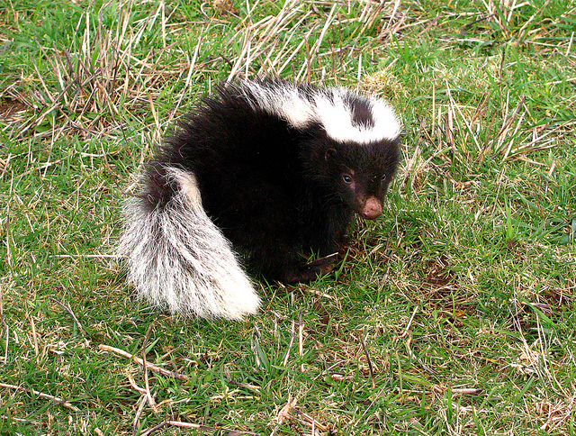 Kasper Hog
