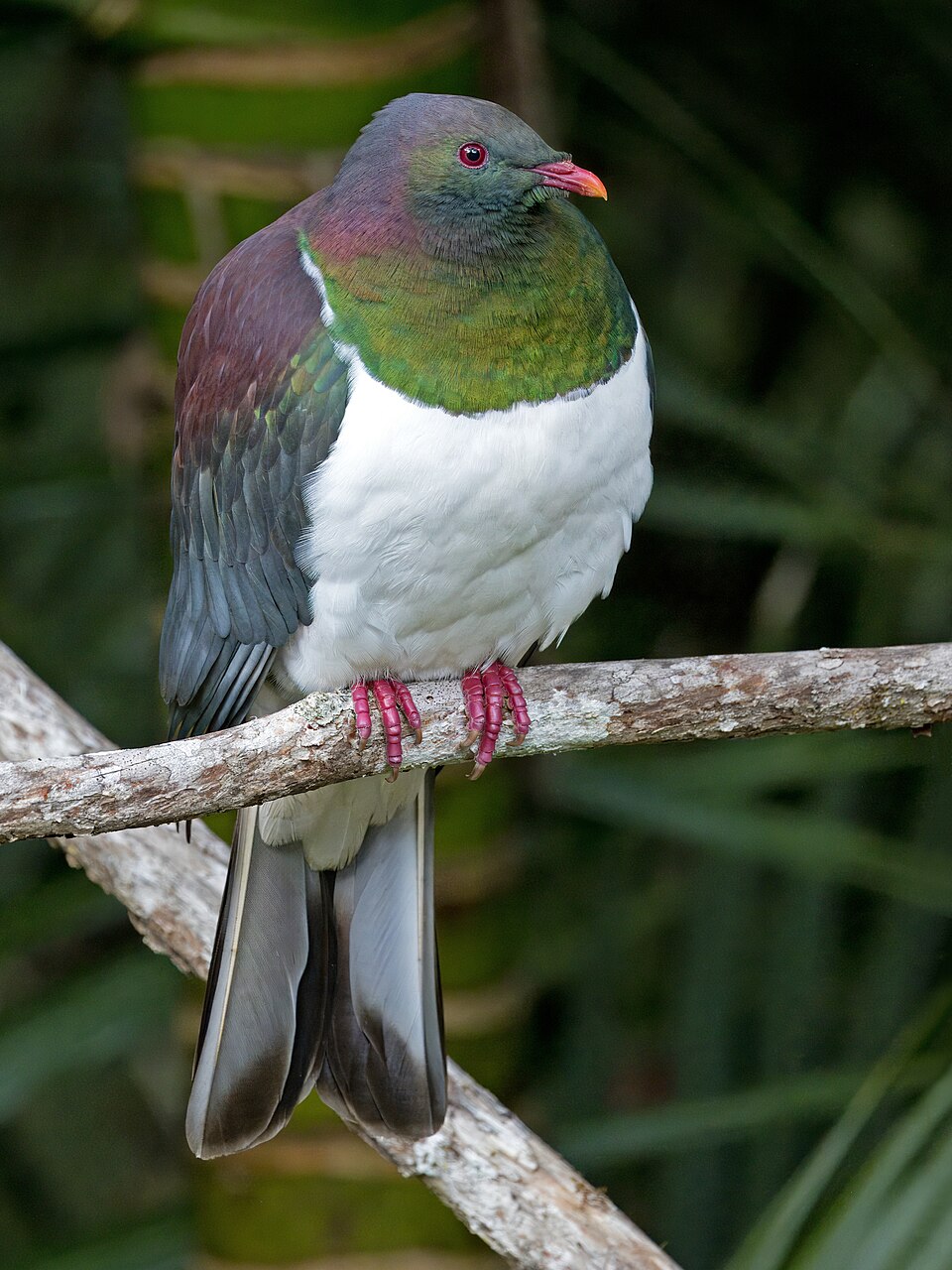 Kererū Wilson