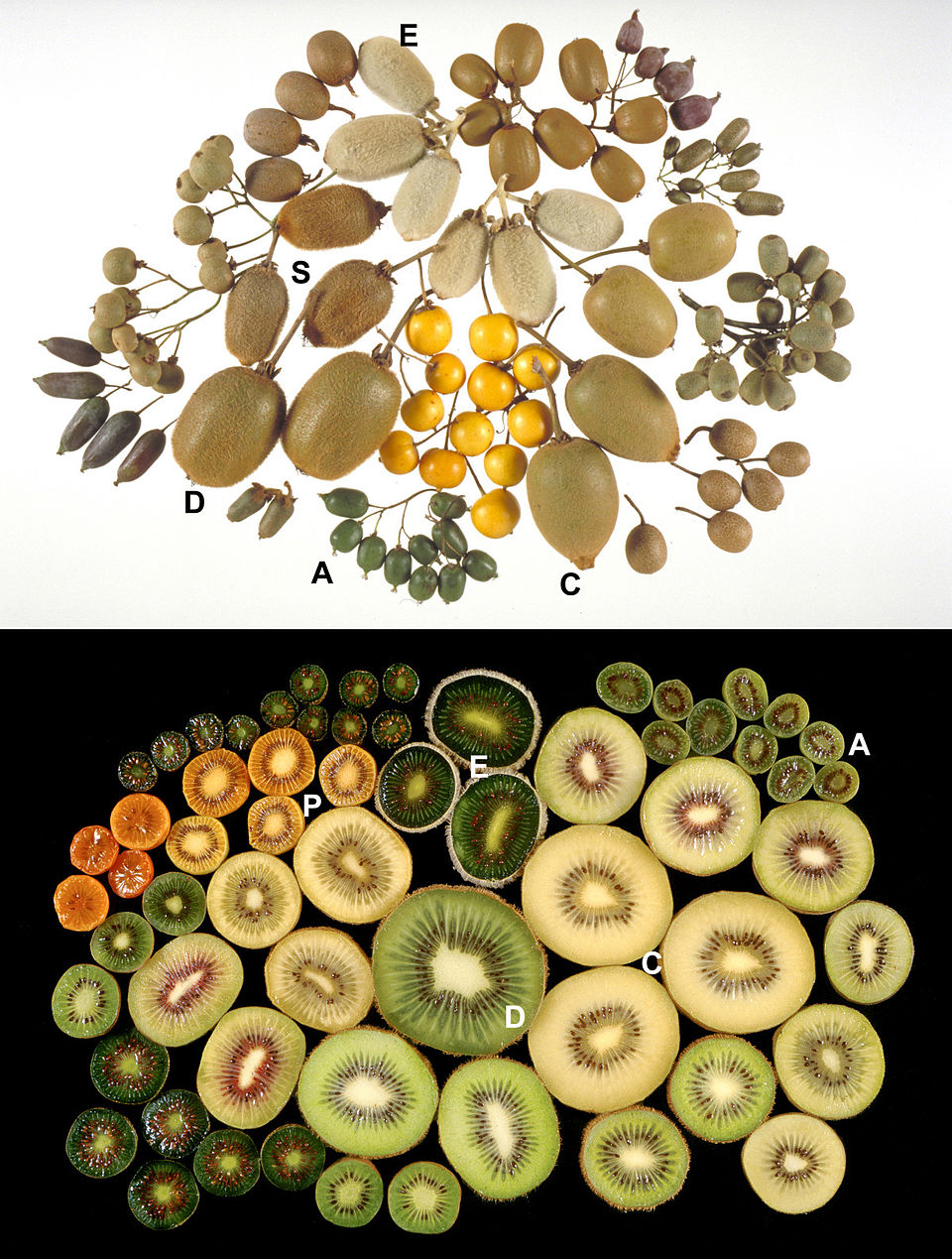 Kiwi Zhang