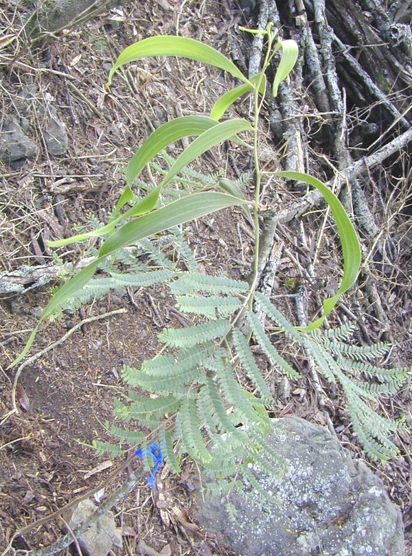 Koa Branch