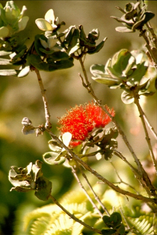 Laka
