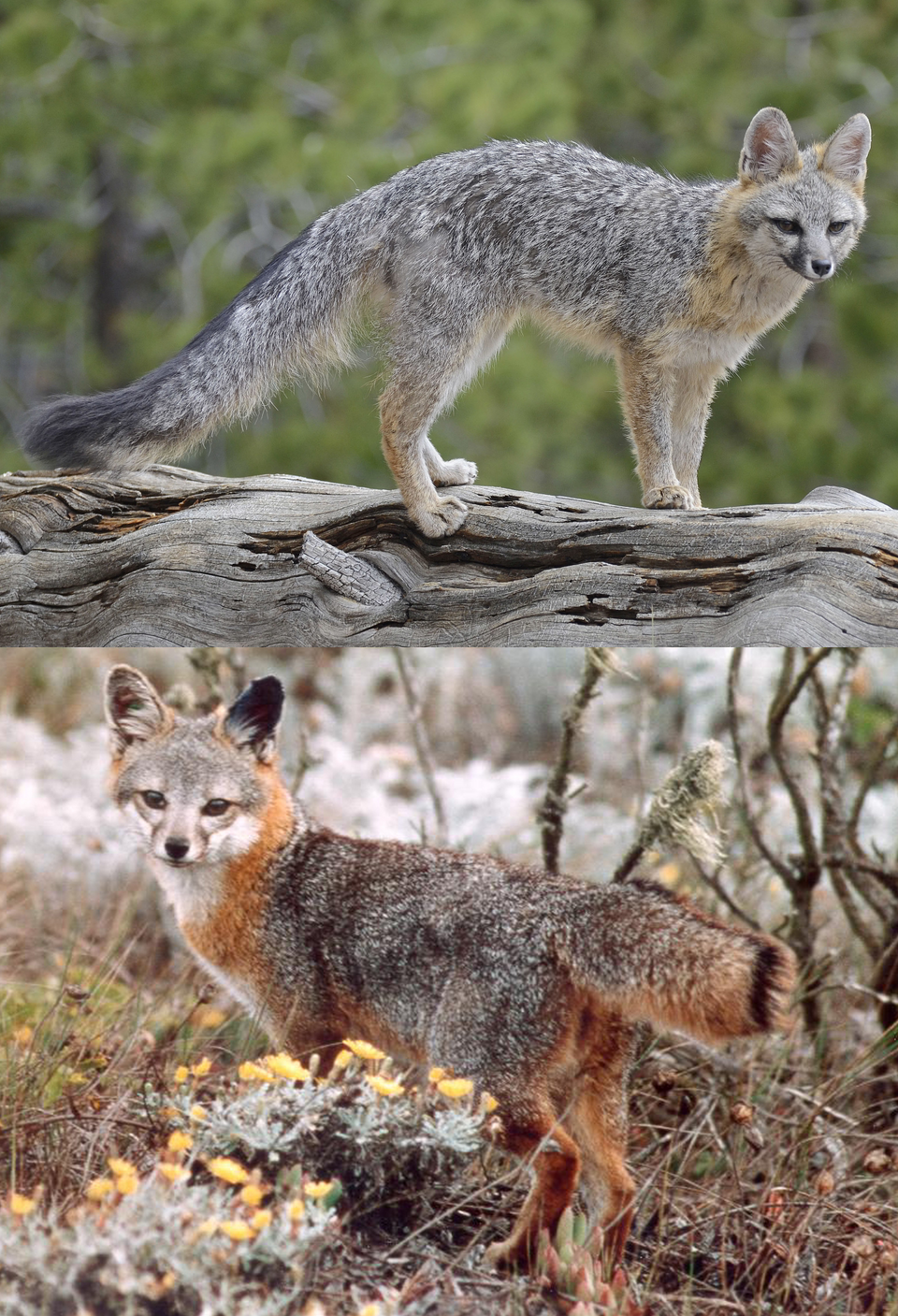 Laura Hopkins Valenzuela