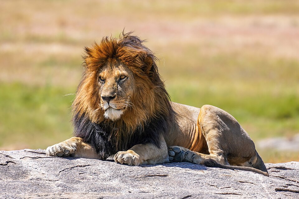 Leo Leo
