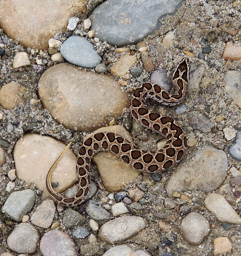 Libia Denise García