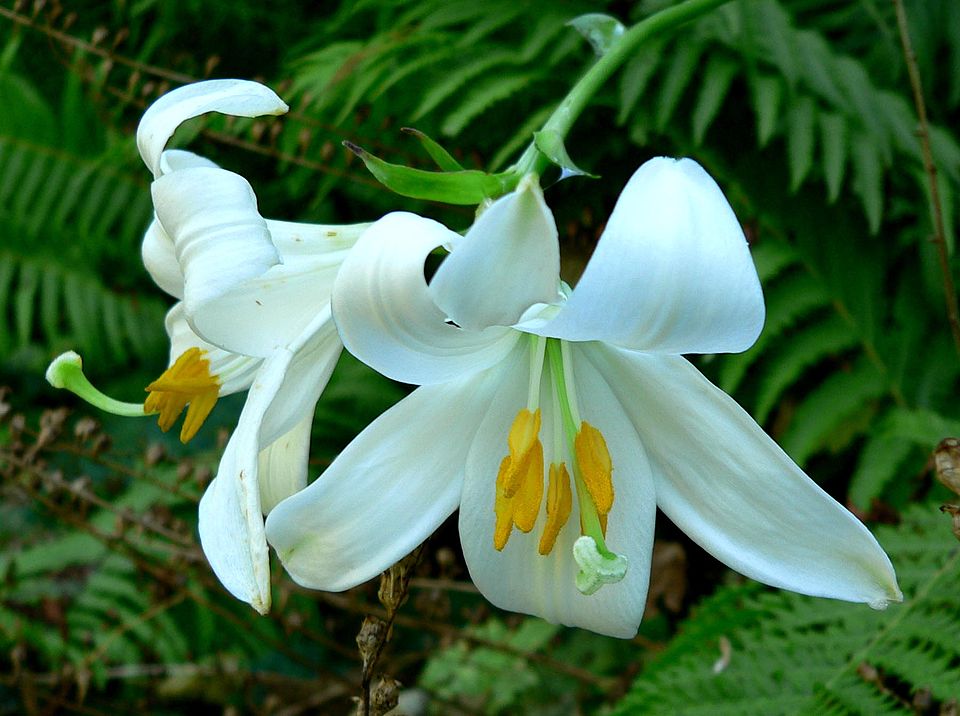 Lily Hall