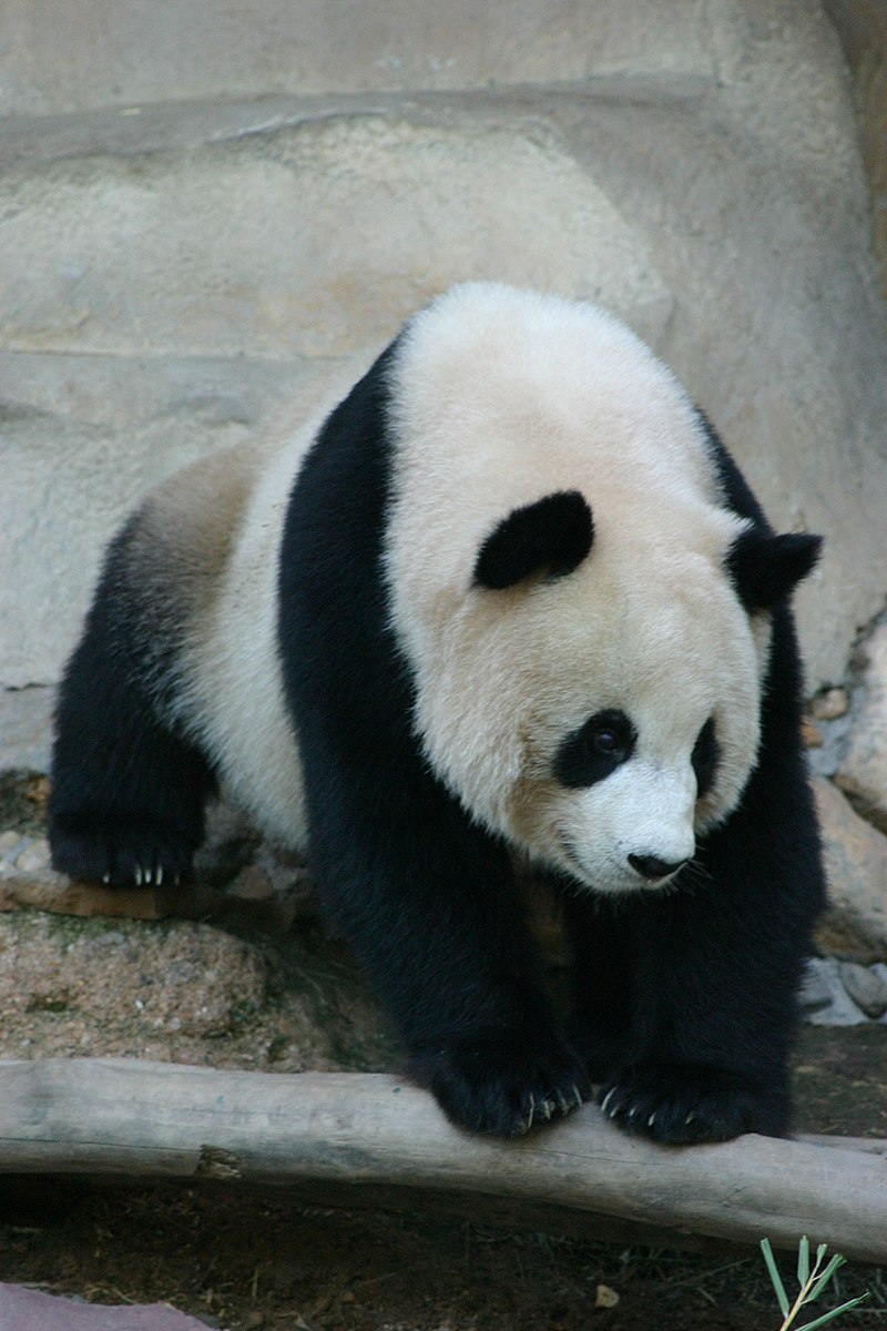 Lin Hui