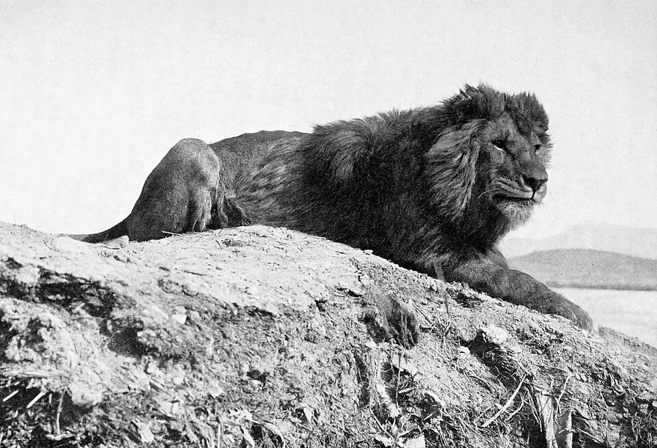 Lions de l'Atlas
