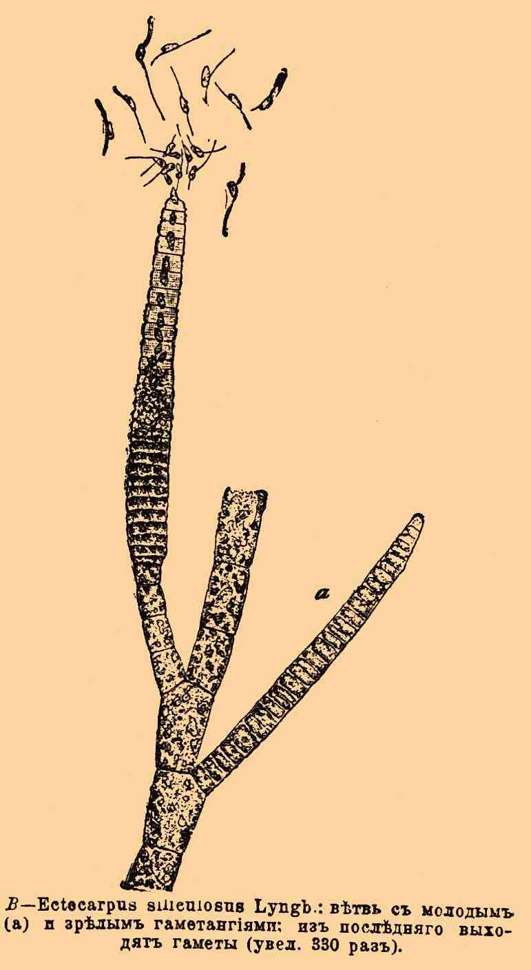 Liu Fuli