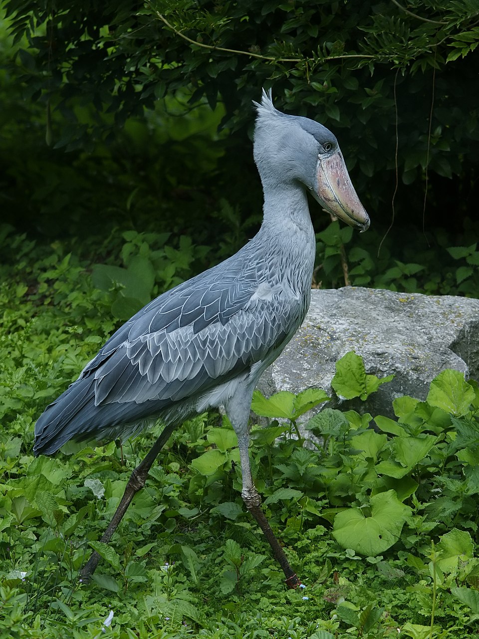 Lucinda Le Heron