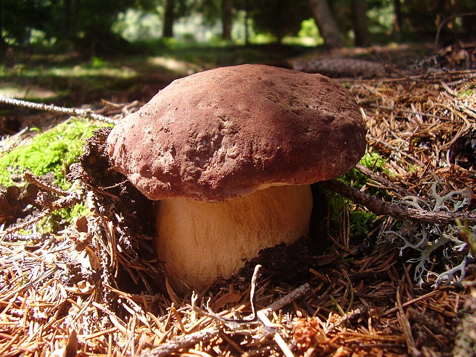 Luigi Porcini