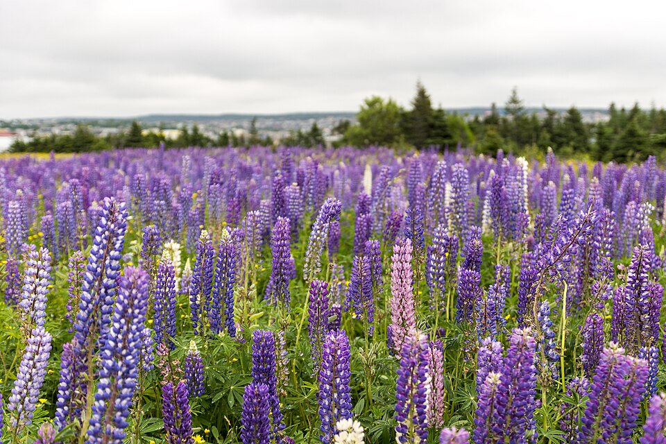 Lupin