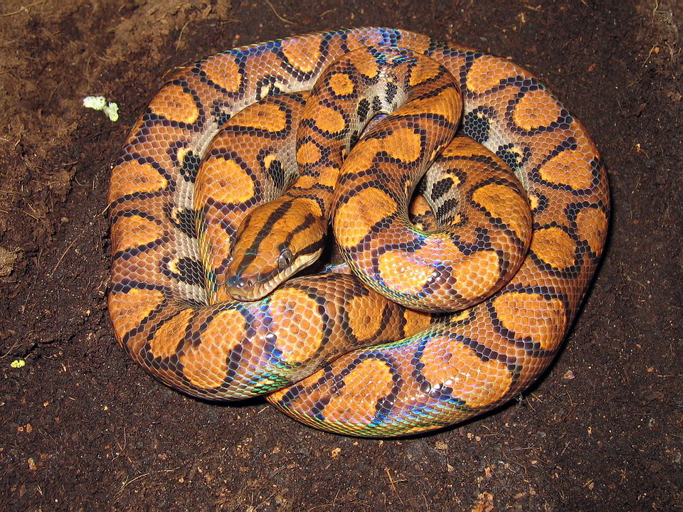 M. Āboma