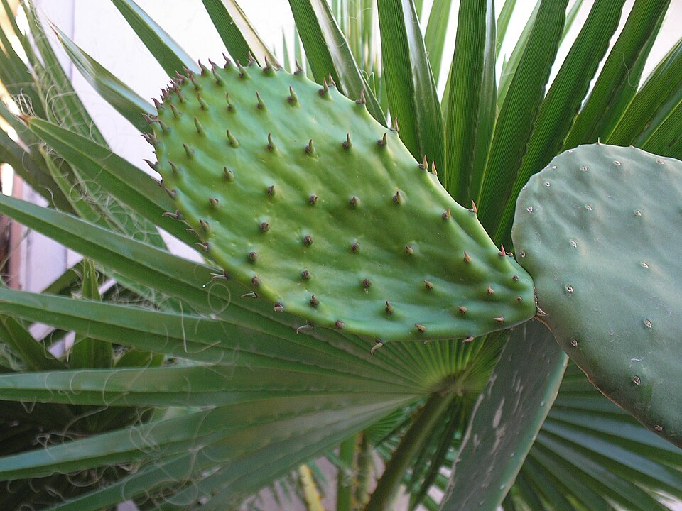M Nopal