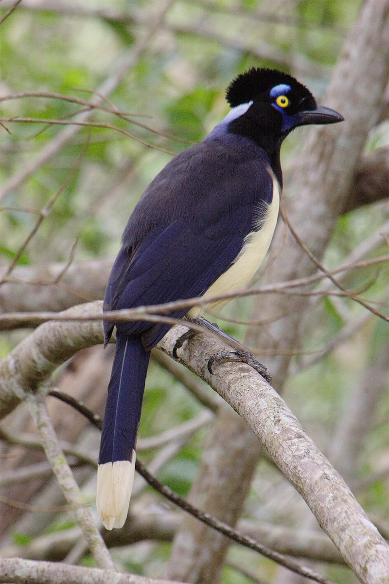 Magpie Jay