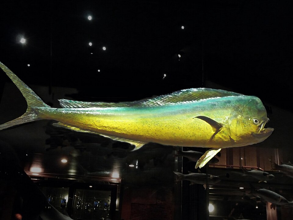 Mahi