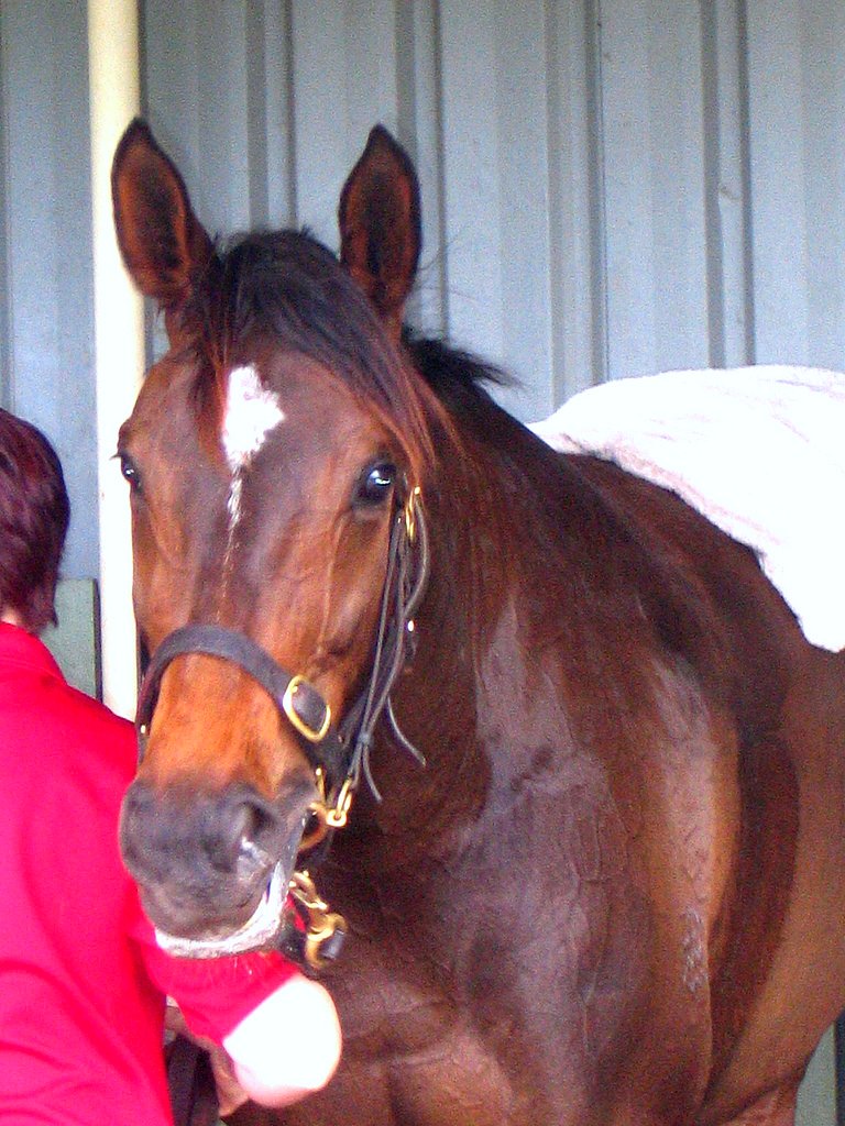 Makybe Diva